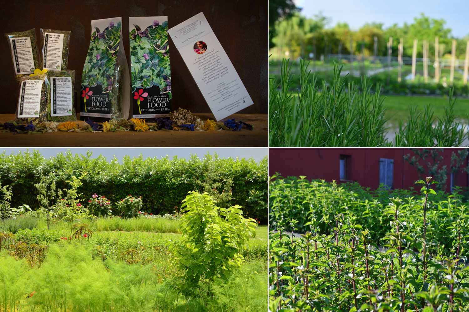 Erbe aromatiche commestibili Fattoria delle Erbe