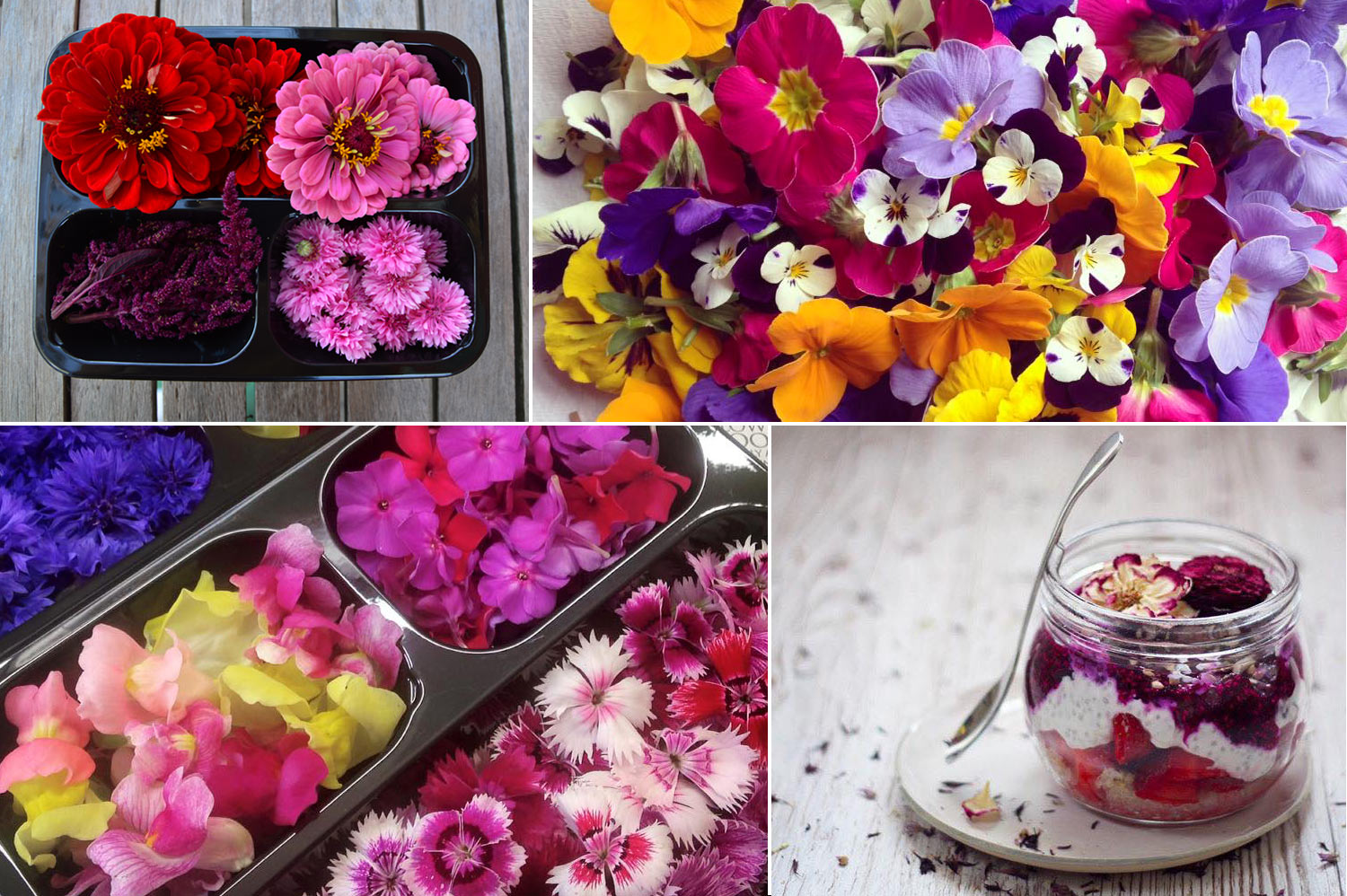 Fiori eduli erbe commestibili Fattoria delle Erbe